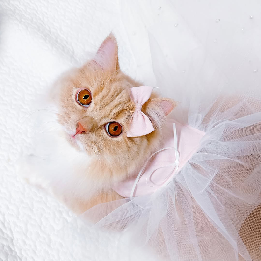 persiancat__pechan.1108